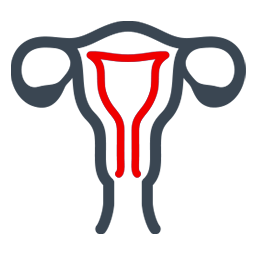 Ginekologia