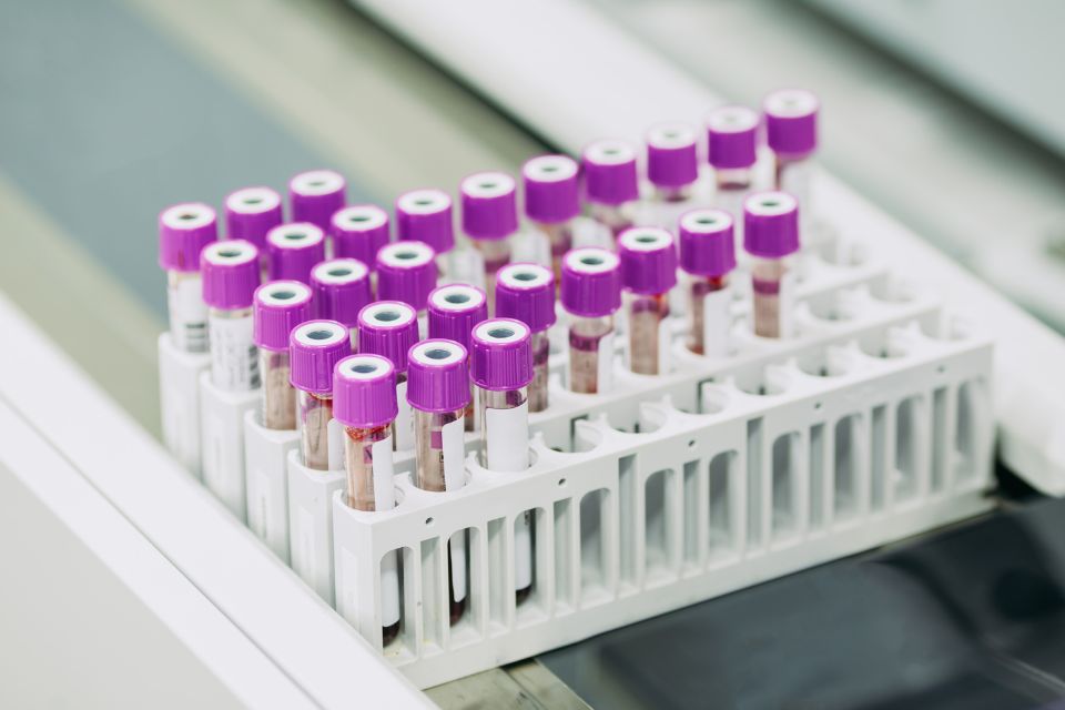 hematologia strona
